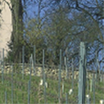 Altenpflegezentrum Osthofen